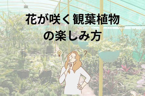 花が咲く観葉植物の楽しみ方