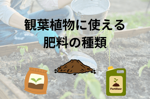 観葉植物に使用できる肥料の種類