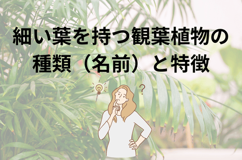 細い葉を持つ観葉植物の種類（名前）と特徴