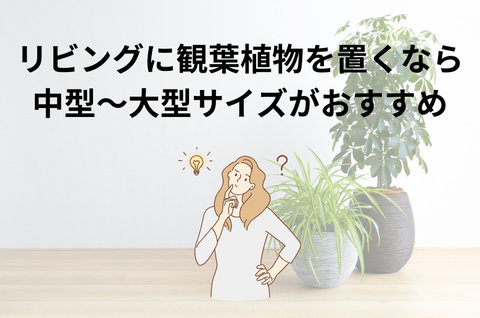 リビングに観葉植物を置くなら中型〜大型サイズがおすすめ