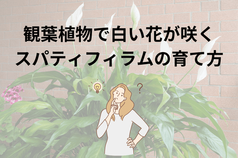 【初心者必見！】観葉植物で白い花が咲くスパティフィラムの育て方