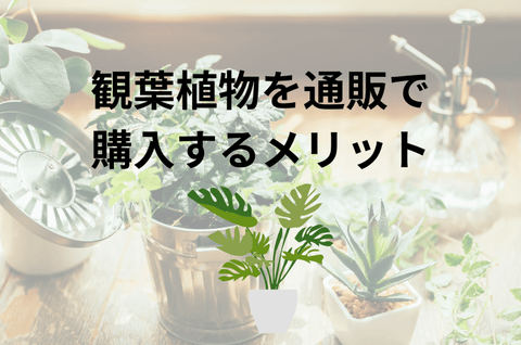 観葉植物を通販サイトで購入するメリット