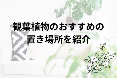 【初心者必見】観葉植物のおすすめの設置場所