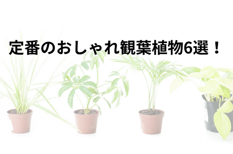 2024年最新】おしゃれな観葉植物のおすすめ人気ランキング50選 