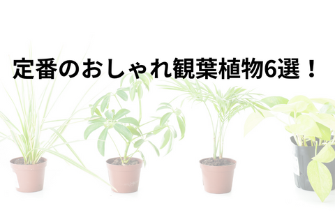 【定番商品】おしゃれで人気のある観葉植物ランキング6選！