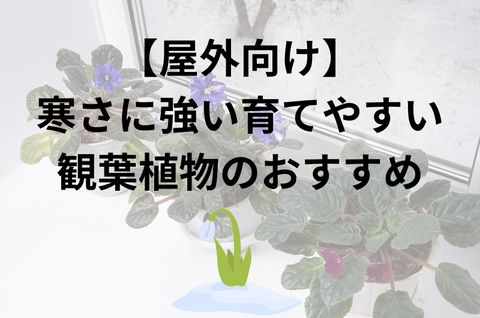 【屋外向け】寒さに強い育てやすい観葉植物のおすすめ