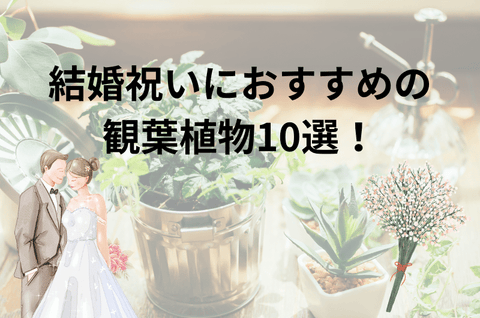 結婚祝いにおすすめの観葉植物10選