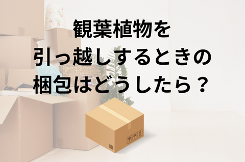 観葉植物を引っ越しするときの梱包はどうしたら？