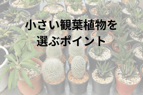 小さい観葉植物を選ぶポイント