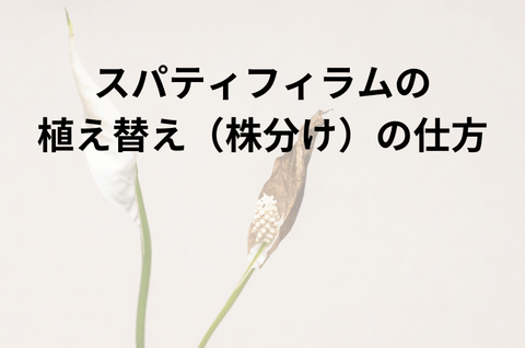 スパティフィラムの植え替え（株分け）の仕方