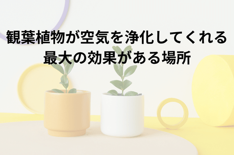 観葉植物が空気を浄化してくる最大の効果がある場所