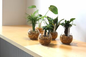 ハイドロカルチャーのおすすめな観葉植物