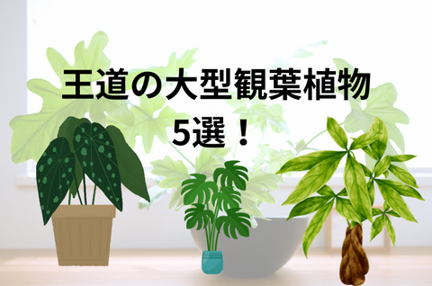 王道でおすすめの大型観葉植物人気ランキング5選