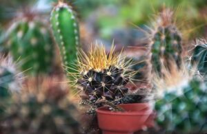 小さく育てることができる観葉植物