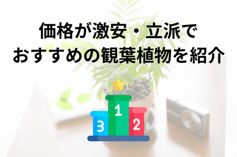 価格が激安で、立派でおすすめの観葉植物を紹介