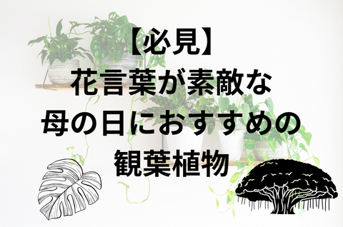 【必見】花言葉が素敵な母の日におすすめの観葉植物