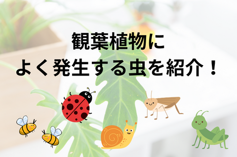 観葉植物によく発生する虫を紹介！