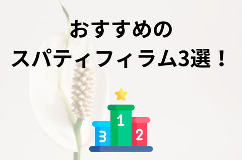 おすすめのスパティフィラム3選