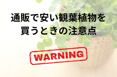 通販で安い観葉植物を買うときの注意点