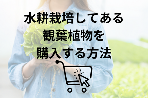 水耕栽培してある観葉植物を購入する方法