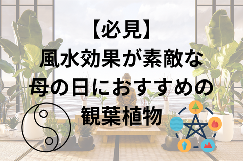 【必見】風水効果が素敵な母の日におすすめの観葉植物