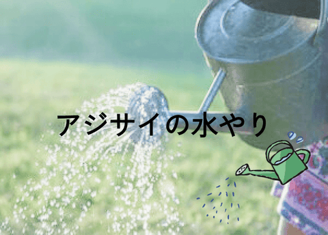 アジサイの育て方のポイント②：水やり