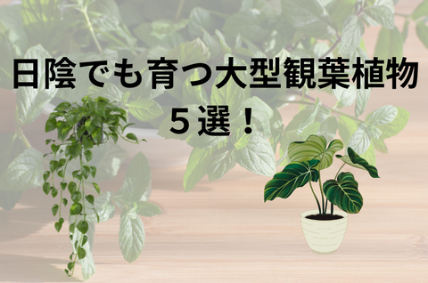室内の日陰でも育つ大型観葉植物おすすめ人気ランキング5選