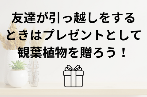 友達が引っ越しをするときはプレゼントとして観葉植物を贈ろう！