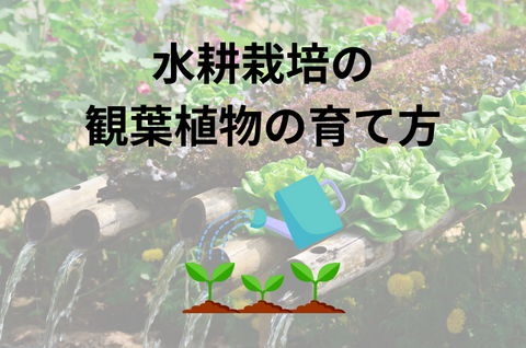 水耕栽培の観葉植物の育て方