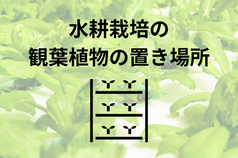 水耕栽培の観葉植物の置き場所