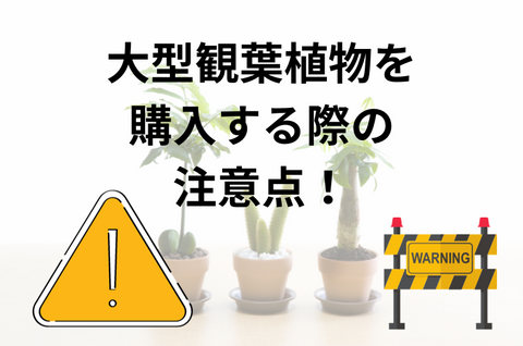 大型の観葉植物を購入する際の注意点