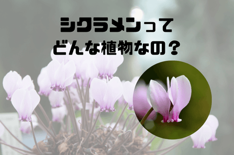 シクラメンはどんな花を咲かせるの？