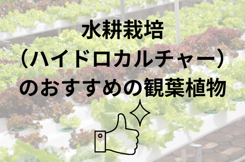 水耕栽培（ハイドロカルチャー）のおすすめの観葉植物