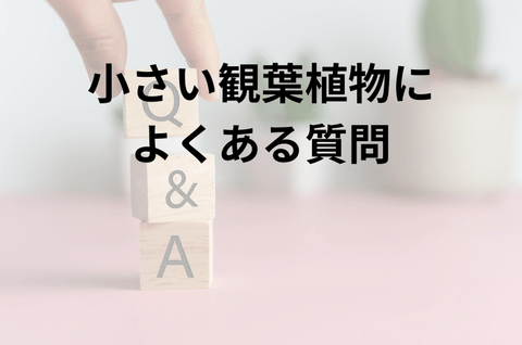 小さい観葉植物によくある質問