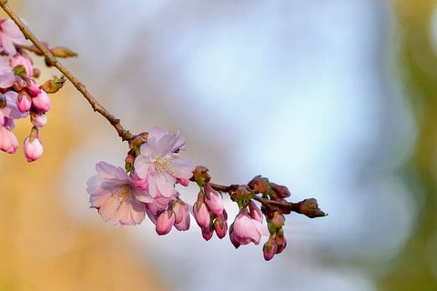 桜の挿し木の方法