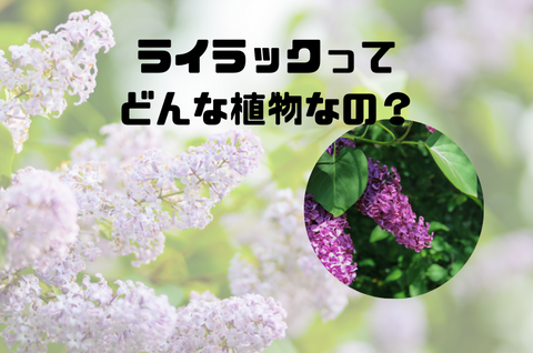 ライラックってどんな植物なの？