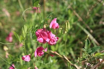 スイートピーってどんな植物なの？