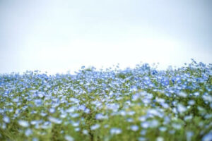 北海道のネモフィラの名所：「展望花壇　四季彩の丘」