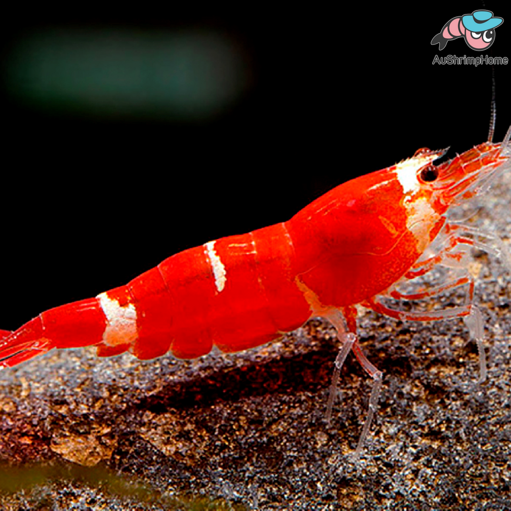Super Red Shrimp | Freshwater Shrimp for Sale | AuShrimpHome – Shrimp Home™