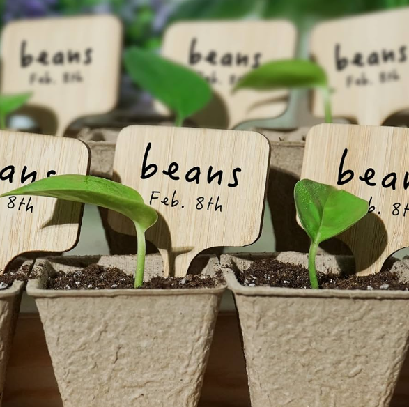 laser engraved bamboo plant markers