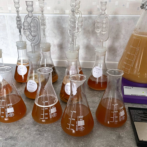 Wild yeast captures in Erlenmyer Flasks