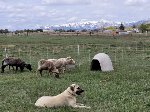 Anatolian shepherd guarding sheep