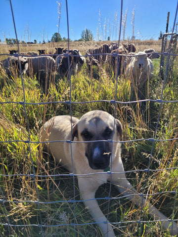 Anatolian shepherd guarding sheep