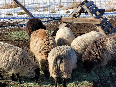 Shetland Sheep Ram and Ewes