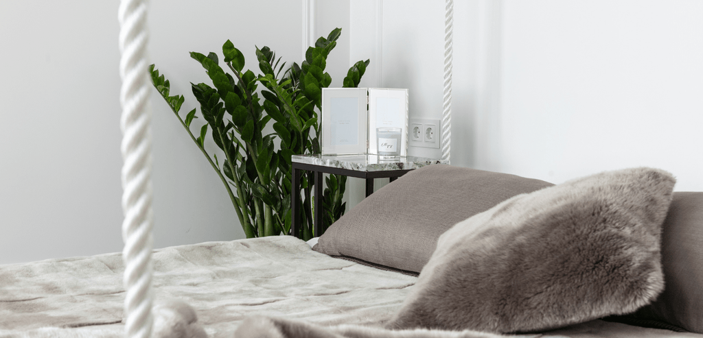 Plante Verte dans une Chambre avec Oreiller