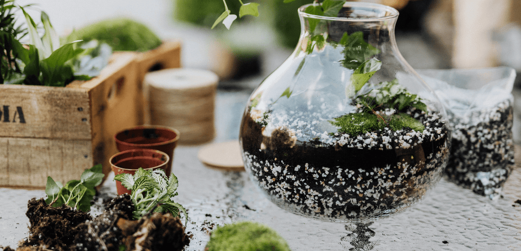 Plante en Terrarium