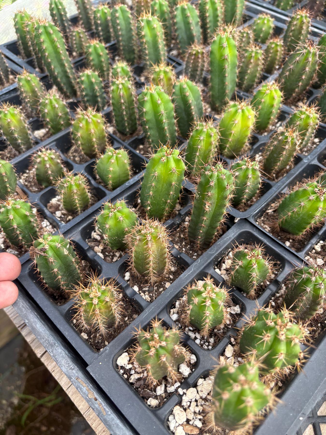 #EC01 EXACT Three Packs of Trichocereus Lost Label Cactus Seedlings 3-4"