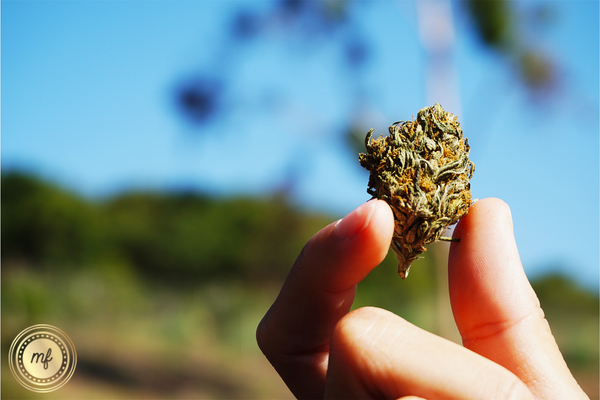 2 fingers holdling a marijuana bud.