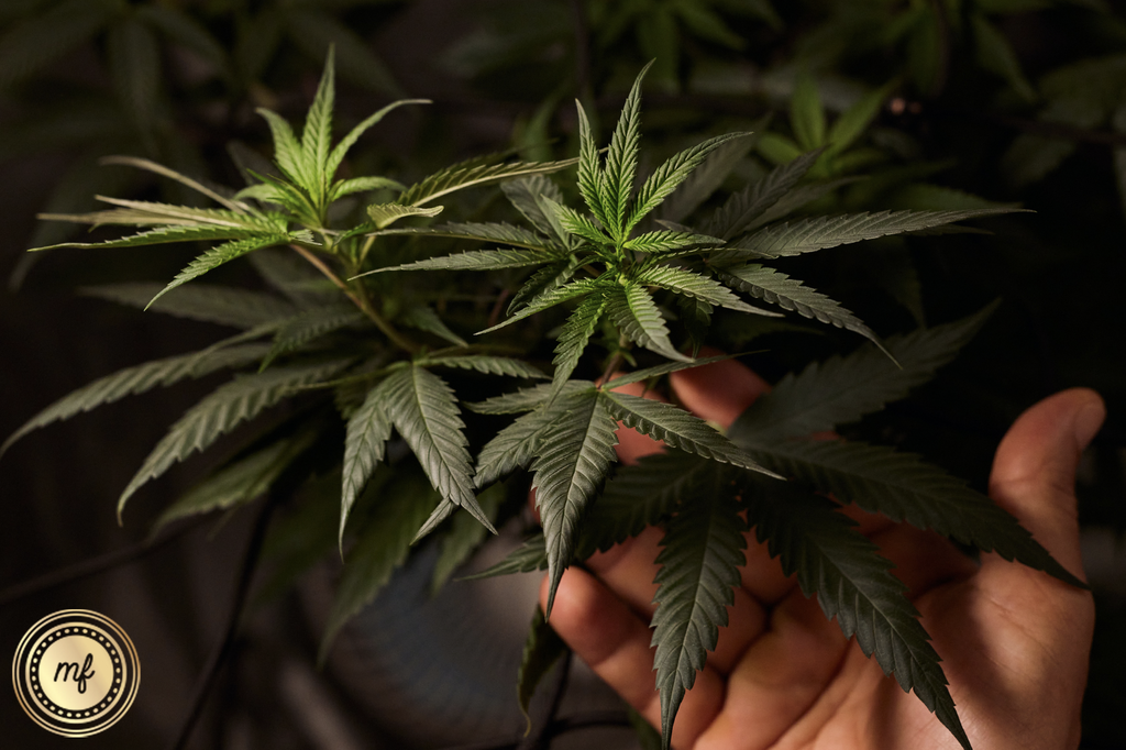 Hand touching a marijuana plant.