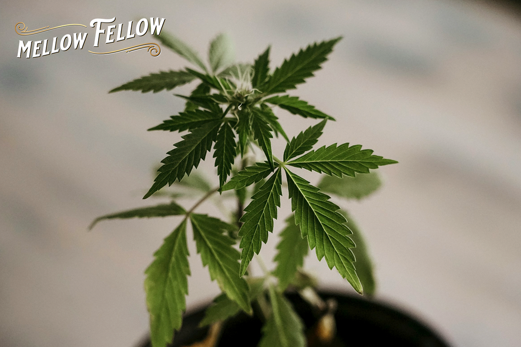 Healthy cannabis plant growing in a pot indoors